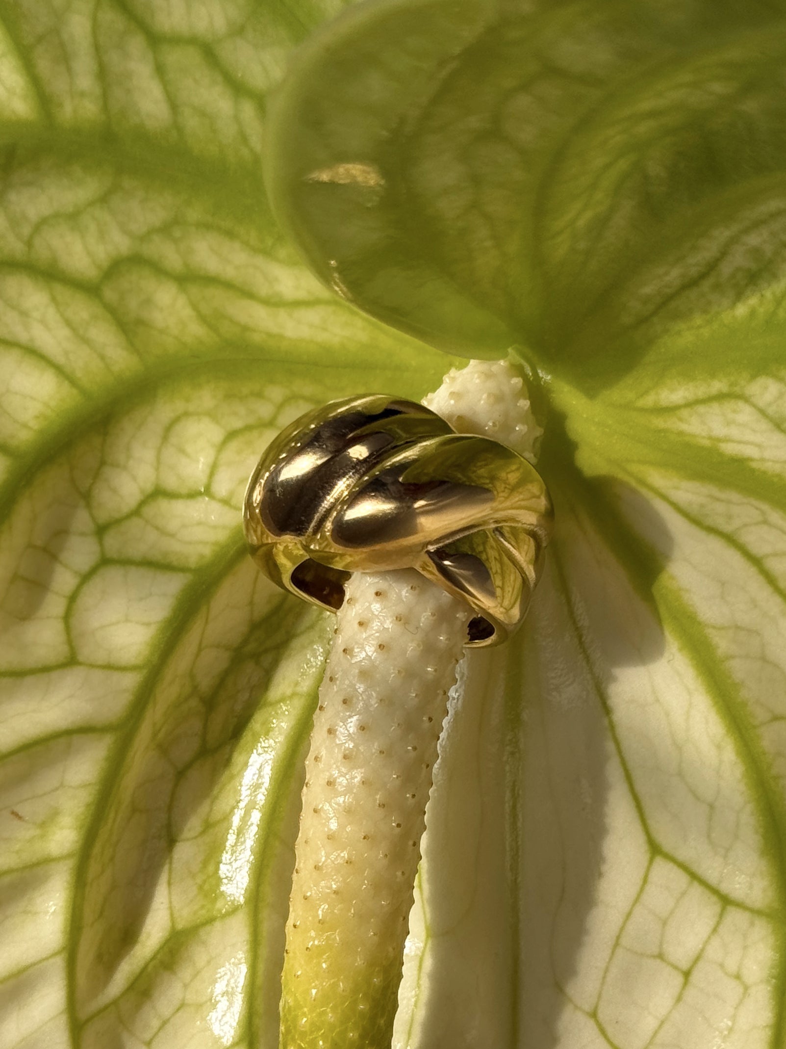 The Wren Ring